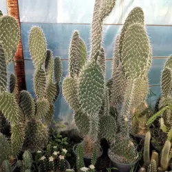 کاکتوس بزرگ اپونتیا