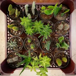 پک میکس ساکولنت و کاکتوس تیغدار (گلدان 8) 16 عددی