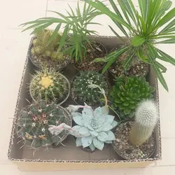 پک میکس کاکتوس تیغدار و ساکولنت 9 عددی (گلدان 11)