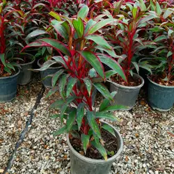 کردلین سطل 4