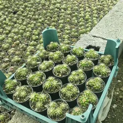 پک کاکتوس اچینو لقمه ای (گلدان 6) 25 عددی