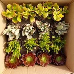 پک ساکولنت چهارگونه کلکسیونی (گلدان 8) 16 عددی