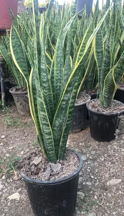 سانسوریا شمشیری ابلق (سطل 7 )