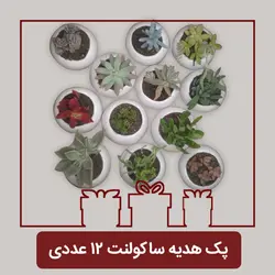 پک هدیه ساکولنت 12 عددیپلاس+