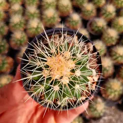 پک کاکتوس اچینو (گلدان 6) 25 عددی