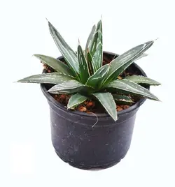 آگاو ویکتوریا کلکسیونی سایز 10 | Agave victoriae