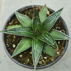 آگاو ویکتوریا کلکسیونی سایز 10 | Agave victoriae