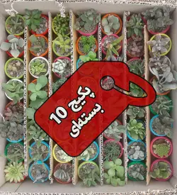 پکیج 560عددی ساکولنت بندانگشتی