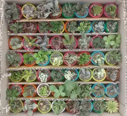 پکیج 560عددی ساکولنت بندانگشتی