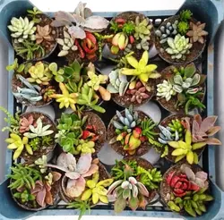 پک دیش‌ گاردن ساکولنت 16عددی (گلدان 8)