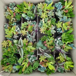 پک دیش‌ گاردن ساکولنت 16عددی (گلدان 8)