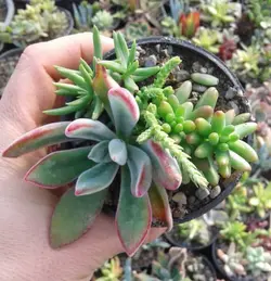 پک دیش‌ گاردن ساکولنت 16عددی (گلدان 8)