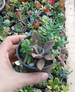 پک دیش‌ گاردن ساکولنت 16عددی (گلدان 8)