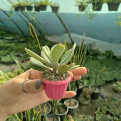پک کاکتوس خاردار بندانگشتی 30 عددى