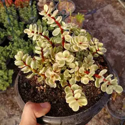 پک کراسولا خرفه ابلق 3 عددی