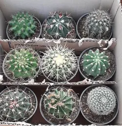 پک کاکتوس بذری 9 عددی متنوع ( گلدان11)