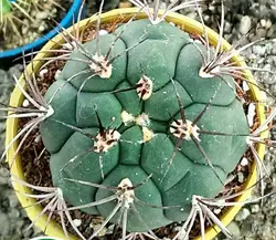 پک کاکتوس بذری 9 عددی متنوع ( گلدان11)