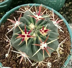 پک کاکتوس بذری 9 عددی متنوع ( گلدان11)