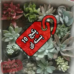 پکیج ساکولنت 160 عددی مرغوب (گلدان۸)