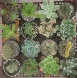 پکیج ساکولنت 160 عددی مرغوب (گلدان۸)