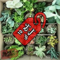 پکیج ساکولنت 250 عددی ساکولنت (گلدان6)