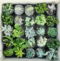 پکیج ساکولنت 250 عددی ساکولنت (گلدان6)