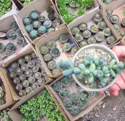 پکیج ساکولنت 250 عددی ساکولنت (گلدان6)