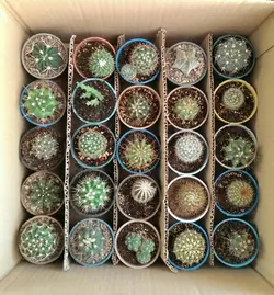 پک کاکتوس بذری ۲۵ عددی ممتاز (گلدان۶)