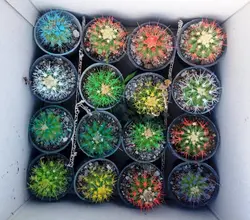 کاکتوس تیغ رنگی | کاکتوس خاص ویژه هدیه