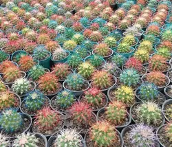 کاکتوس تیغ رنگی | کاکتوس خاص ویژه هدیه