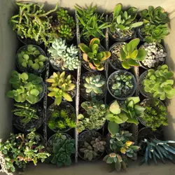 پک ساکولنت مرغوب ۲۵ عددی گلدان۶