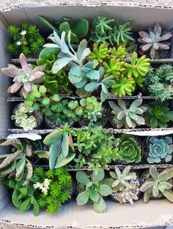 پک ساکولنت مرغوب ۲۵ عددی گلدان۶