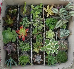 پک ساکولنت مرغوب ۲۵ عددی گلدان۶