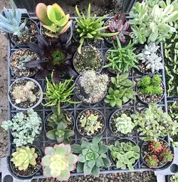 پکیج 100 عددی ساکولنت ممتاز (گلدان6) عمده