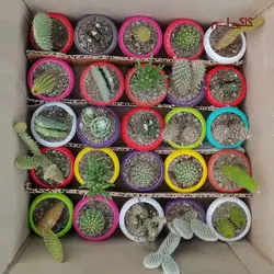 پک کاکتوس گلدان رنگی 25 عددی
