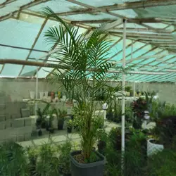 نخل اریکا سایز بزرگ