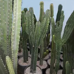 کاکتوس بزرگ افوربیا تریگونا (90 سانتی‌متر)