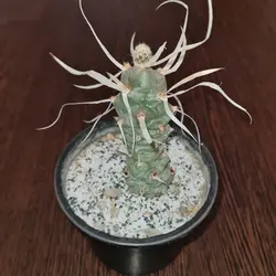 کاکتوس تفرو کاغذی تیغ بلند Tephrocactus papyracanthus