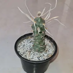 کاکتوس تفرو کاغذی تیغ بلند Tephrocactus papyracanthus