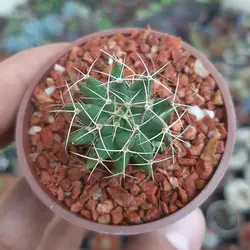 کاکتوس مامیلاریا آشیانه پرنده