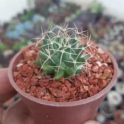 کاکتوس مامیلاریا آشیانه پرنده