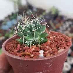 کاکتوس مامیلاریا آشیانه پرنده