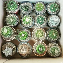 پک کاکتوس بذری ۱۶ عددی مرغوب ( گلدان۸)