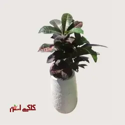 گیاه گل کروتون آپارتمانی گلدان بزرگارسال فوری