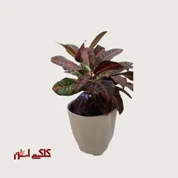 گیاه گل کروتون آپارتمانی گلدان متوسطارسال فوری