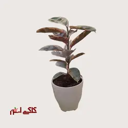گیاه فیکوس شرابی آپارتمانی با گلدانارسال فوری