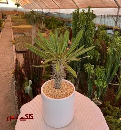 کاکتوس (نخل) ماداگاسکار بزرگ دهنه گلدان ۱۵ارسال فوری