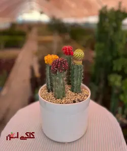 کاکتوس ژمینو پیوندی ۴ تاییارسال فوریGymnocalycium bruchii