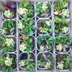 پک ساکولنت دیشگاردن گلدان سفید 16 عددیپلاس+white pot dishgardens