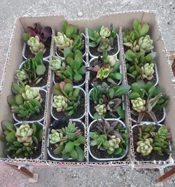 پک ساکولنت دیشگاردن گلدان سفید 16 عددیپلاس+white pot dishgardens